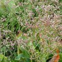 Limonium sinuatum